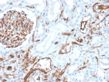CD31 / PECAM-1 (Endothelial Cell Marker)(PECAM1/3528), 0.2mg/mL