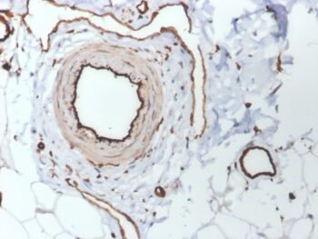 CD31 / PECAM-1 (Endothelial Cell Marker)(PECAM1/3530), 0.2mg/mL