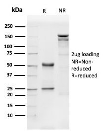 view_image-675 view image 675- Immunomart