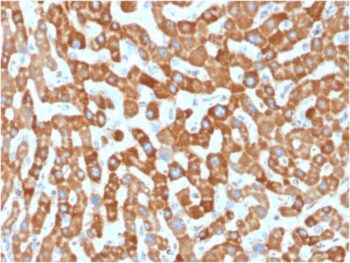 Prohibitin (Mitochondrial Marker)(PHB/1881), Biotin conjugate, 0.1mg/mL