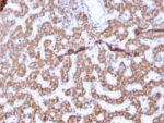 Prohibitin (Mitochondrial Marker)(PHB/3225), CF740 conjugate, 0.1mg/mL