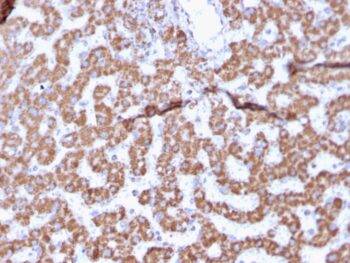 Prohibitin (Mitochondrial Marker)(PHB/3225), CF740 conjugate, 0.1mg/mL