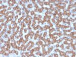 Prohibitin (Mitochondrial Marker)(PHB/3227), CF647 conjugate, 0.1mg/mL