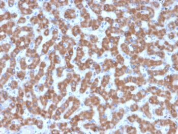 Prohibitin (Mitochondrial Marker)(PHB/3227), CF647 conjugate, 0.1mg/mL