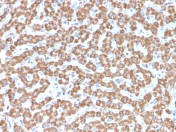 Prohibitin (Mitochondrial Marker)(PHB/3229), CF488A conjugate, 0.1mg/mL