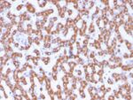 Prohibitin (Mitochondrial Marker)(PHB/3230), CF488A conjugate, 0.1mg/mL