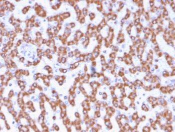 Prohibitin (Mitochondrial Marker)(PHB/3230), CF488A conjugate, 0.1mg/mL