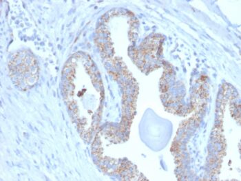 PMEPA1 / TMEPAI (Tumor Suppressor Oncoprotein)(PMEPA1/2697), CF740 conjugate, 0.1mg/mL