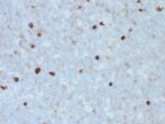 Human IgM (Immunoglobulin Mu Heavy Chain) (B-Cell Marker)(R1/69), Biotin conjugate, 0.1mg/mL