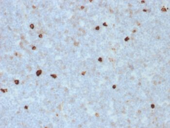 Human IgM (Immunoglobulin Mu Heavy Chain) (B-Cell Marker)(R1/69), Biotin conjugate, 0.1mg/mL