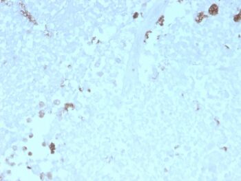 ATG5 (Autophagy Marker)(rATG5/2553), 0.2mg/mL