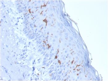 CD1a / HTA1 (Mature Langerhans Cells Marker) (rC1A/711), CF488A conjugate, 0.1mg/mL