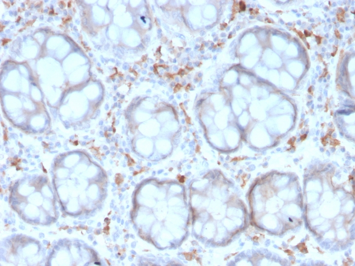 view_image-718 view image 718- Immunomart