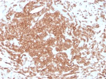 CD3e (T-Cell Marker)(rC3e/1308), CF640R conjugate, 0.1mg/mL