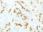 CFTR (Cystic Fibrosis Transmembrane Conductance Regulator) (CFTR/1775R), CF740 conjugate, 0.1mg/mL