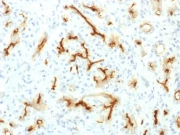 CFTR (Cystic Fibrosis Transmembrane Conductance Regulator) (CFTR/1775R), CF740 conjugate, 0.1mg/mL