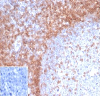 CD3e (T-Cell Marker)(rC3e/1931), CF640R conjugate, 0.1mg/mL