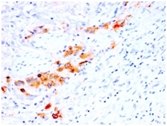CD44v4 (Marker of Tumor Metastasis) (rCD44v4/1219), CF405S conjugate, 0.1mg/mL