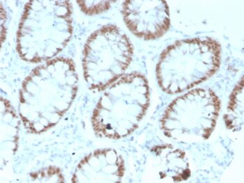 CDX2 / Caudal Type Homeobox 2 (GI Epithelial Marker)(rCDX2/1690), CF405S conjugate, 0.1mg/mL