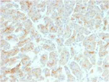 CFTR (Cystic Fibrosis Transmembrane Conductance Regulator)(rCFTR/1342), CF405S conjugate, 0.1mg/mL