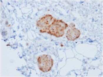 Chromogranin A / CHGA (Neuroendocrine Marker)(rCHGA/777), CF568 conjugate, 0.1mg/mL