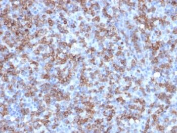 CD8A (Cytotoxic- & Suppressor T-Cell Marker) (C8/1779R), CF488A conjugate, 0.1mg/mL