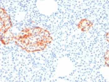 Chromogranin A / CHGA (Neuroendocrine Marker)(rCHGA/798), 1mg/mL