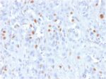 p21WAF1 (Tumor Suppressor Protein)(rCIP1/823), CF568 conjugate, 0.1mg/mL