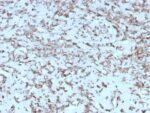 Cytochrome C (Mitochondrial Marker)(rCYCS/1010), CF488A conjugate, 0.1mg/mL