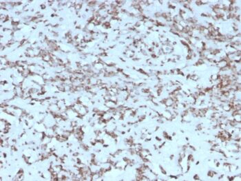 Cytochrome C (Mitochondrial Marker)(rCYCS/1010), CF594 conjugate, 0.1mg/mL