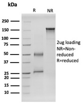RET Proto-oncogene(RET/2599), CF647 conjugate, 0.1mg/mL