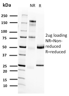 RET Proto-oncogene(RET/2662), CF647 conjugate, 0.1mg/mL