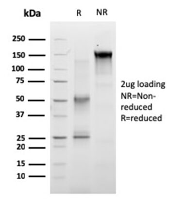 RET Proto-oncogene(RET/2663), CF647 conjugate, 0.1mg/mL