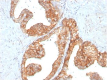 RET Proto-oncogene(RET/2795), CF647 conjugate, 0.1mg/mL