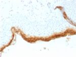Filaggrin (Keratinocyte Differentiation Marker)(rFLG/1561), CF488A conjugate, 0.1mg/mL 1 view_image-745