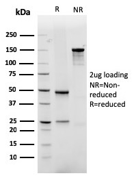 view_image-750 view image 750- Immunomart