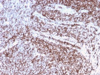 CD44 / HCAM Std. (Cancer Stem Cell Marker)(rHCAM/918), CF594 conjugate, 0.1mg/mL