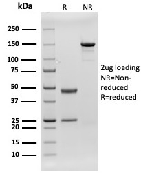 view_image-755 view image 755- Immunomart