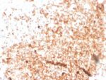 Human IgM (Immunoglobulin Mu Heavy Chain) (B-Cell Marker)(rIGHM/3802), CF640R conjugate, 0.1mg/mL