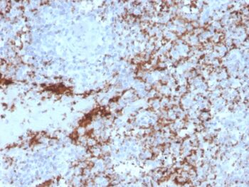 CD61 / Integrin '3 / Platelet Glycoprotein IIIa (Platelet Marker)(rITGB3/2145), 0.2mg/mL