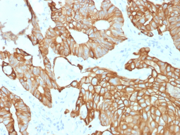 view_image-766 view image 766- Immunomart