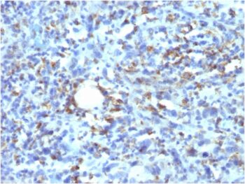 CD68 (Macrophage Marker)(rLAMP4/824), CF488A conjugate, 0.1mg/mL