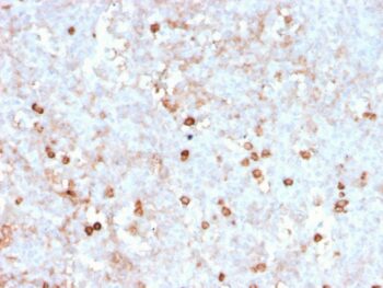 CD14 (Monocyte / Macrophage Marker)(rLPSR/2408), CF647 conjugate, 0.1mg/mL