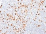 SOX2 (Transcription Factor) (SOX2/1791), CF488A conjugate, 0.1mg/mL