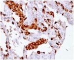 Napsin A (Lung Adenocarcinoma Marker) (rNAPSA/1239), CF488A conjugate, 0.1mg/mL