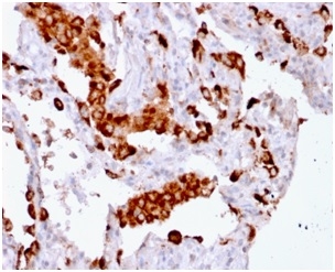 Napsin A (Lung Adenocarcinoma Marker) (rNAPSA/1239), CF488A conjugate, 0.1mg/mL