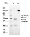 Ornithine Decarboxylase-1 (ODC-1)(rODC1/485), CF568 conjugate, 0.1mg/mL