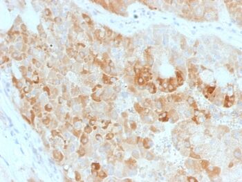 ROR2(ROR2/1911), CF740 conjugate, 0.1mg/mL