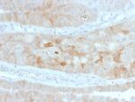 ROR2(ROR2/1912), CF594 conjugate, 0.1mg/mL 1 view_image-791