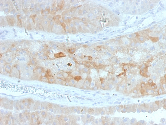view_image-791 view image 791- Immunomart